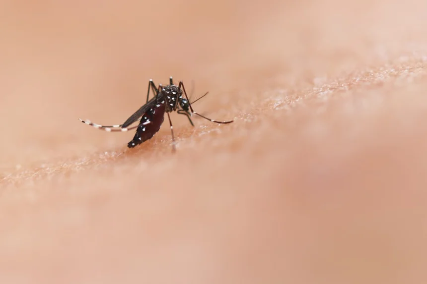 Mosquito