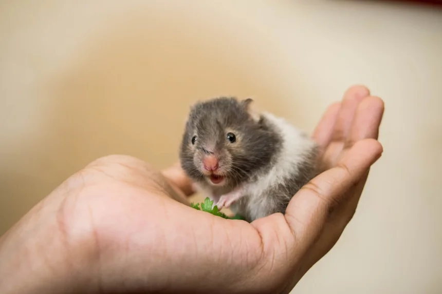 Hamster