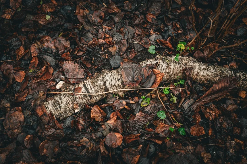 Renewal